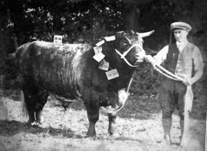 Prize winning bull from Kilvrough Farm,shown by C Williams, Big House Farm,Lunnon.