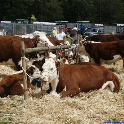 Gower Show 2009 063